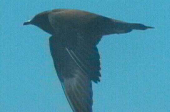 Image of Long-tailed Jaeger