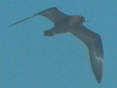 Image of Long-tailed Jaeger