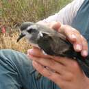 Image of White-faced Storm Petrel