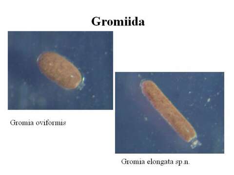 Image de Gromia oviformis