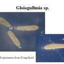 صورة Gloiogullmia Nyholm 1974