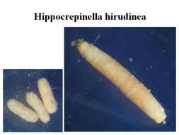 Image of Hippocrepinella Heron-Allen & Earland 1932