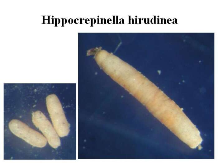 Image of Hippocrepinella Heron-Allen & Earland 1932