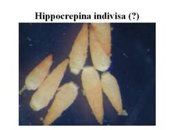 Plancia ëd Hippocrepina indivisa Parker 1870