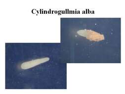 Image de Cylindrogullmia alba Nyholm 1974