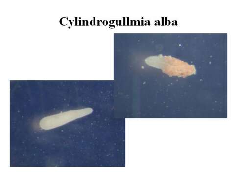 Image of Cylindrogullmia alba Nyholm 1974