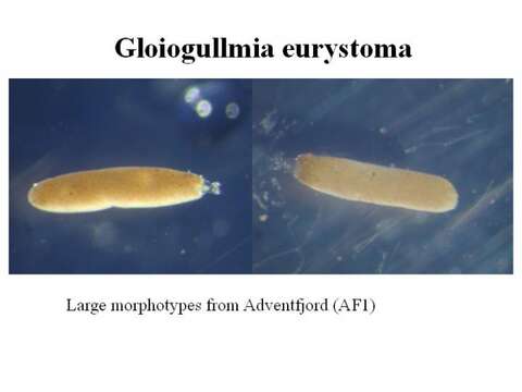 Image of Gloiogullmia eurystoma Nyholm 1974