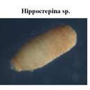 Image de Hippocrepina Parker 1870