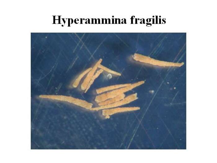 Image of Hyperammina fragilis Höglund 1947