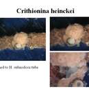 Image of Crithionina heinckei Rhumbler 1928