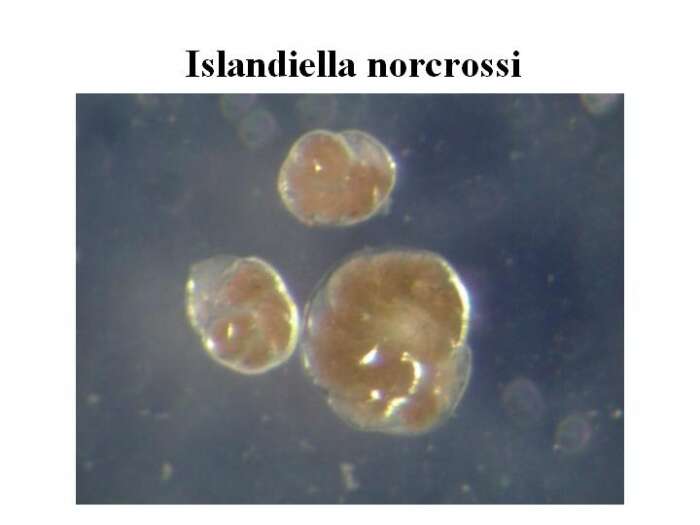 Image of Islandiella norcrossi (Cushman 1933)