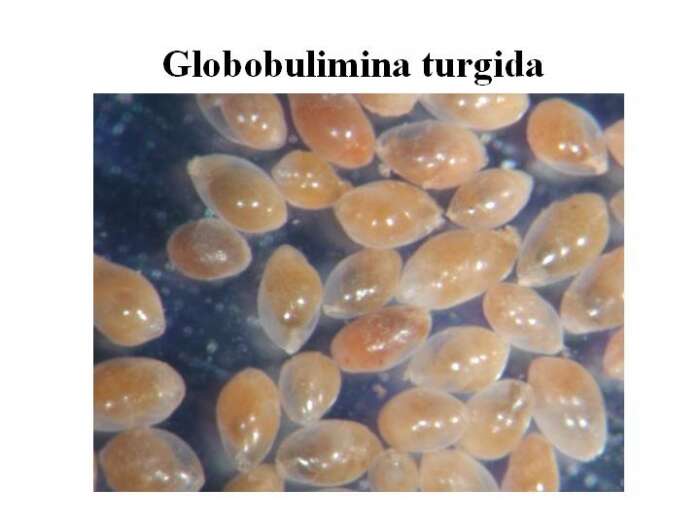 Image of Globobulimina turgida (Bailey 1851)