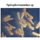 Image of Spiroplectammina Cushman 1927