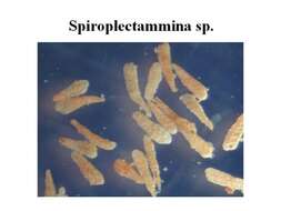 Image of Spiroplectammina Cushman 1927