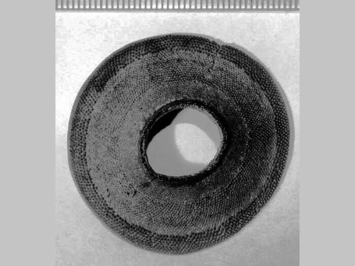 Image de Alcyonidium disciforme Smitt 1872
