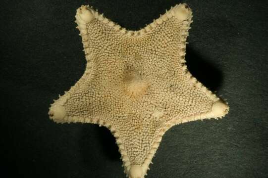 Image of Common mud star