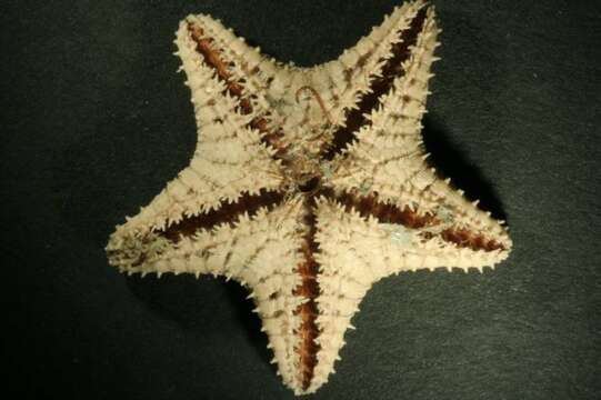 Image of Common mud star