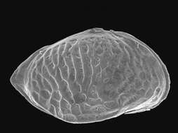 Sivun Cytherocopina Baird 1850 kuva