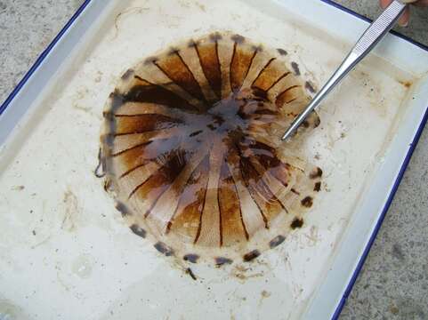 Image of Compass jellyfish