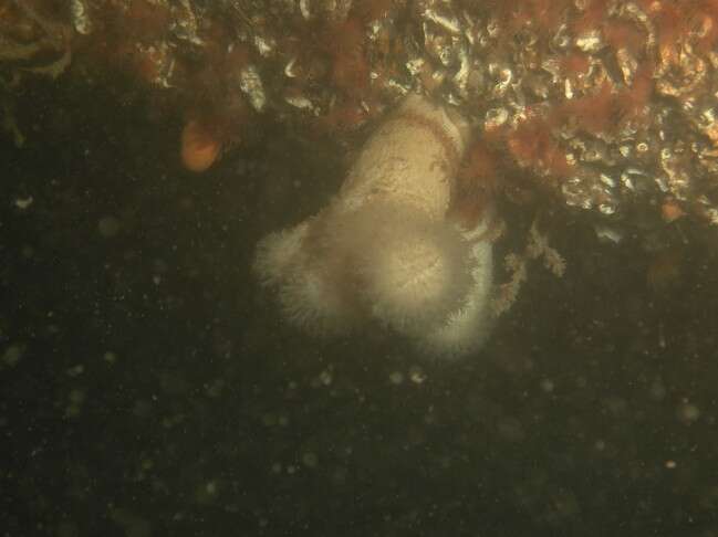 Imagem de Alcyonium digitatum Linnaeus 1758