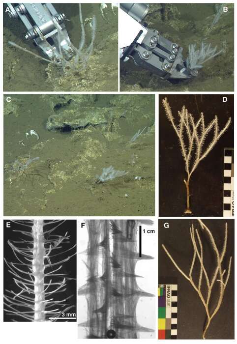 Image of <i><i>Asbestopluma</i></i> (Asbestopluma) <i>rickettsi</i> Lundsten, Reiswig & Austin 2014