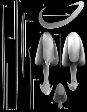 Image of <i><i>Asbestopluma</i></i> (Asbestopluma) <i>rickettsi</i> Lundsten, Reiswig & Austin 2014