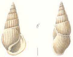 Image of Rissoina andamanica Weinkauff 1881