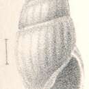 Image of Rissoina applanata Melvill 1893