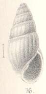 Image of Rissoina applanata Melvill 1893