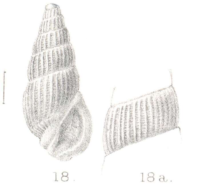 Image of Rissoina delicatula Preston 1905