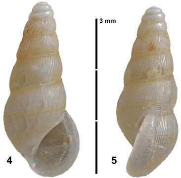 Image of Zebinella guadeloupensis Faber & Moolenbeek 2013