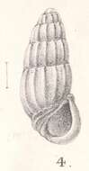 Image of Rissoina pachystoma Melvill 1896