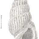 Image of Rissoina filicostata Preston 1905