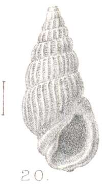 Image of Rissoina filicostata Preston 1905