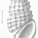 Image of Rissoina sculpturata Preston 1908