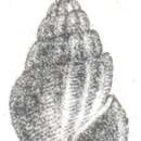 Rissoina grateloupi (Basterot 1825)的圖片