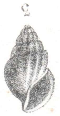 Image of Rissoina grateloupi (Basterot 1825)