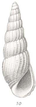 Image of Rissoina sundaica Thiele 1925