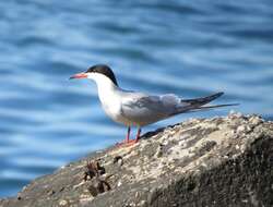 Image of Common Tern