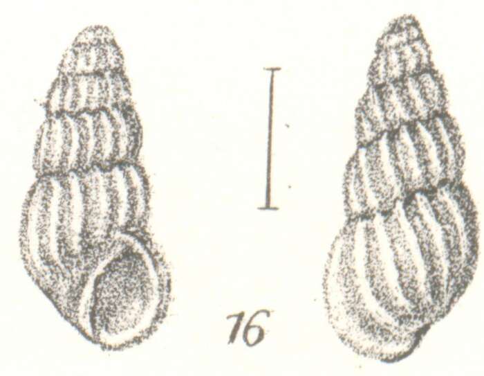 Image of Rissoina crassa Angas 1871