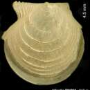 Image of Cyclopecten cincinnatus Dijkstra & Gofas 2004