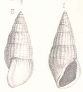 Image of Rissoina houdasi Cossmann 1892