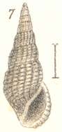 Image of Rissoina costatogranosa Garrett 1873