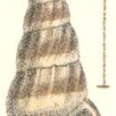 Image of Rissoina terebra Garrett 1873
