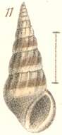 Image of Rissoina terebra Garrett 1873