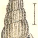 Image of Rissoina debilis Garrett 1873