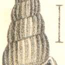 Imagem de Rissoina debilis Garrett 1873