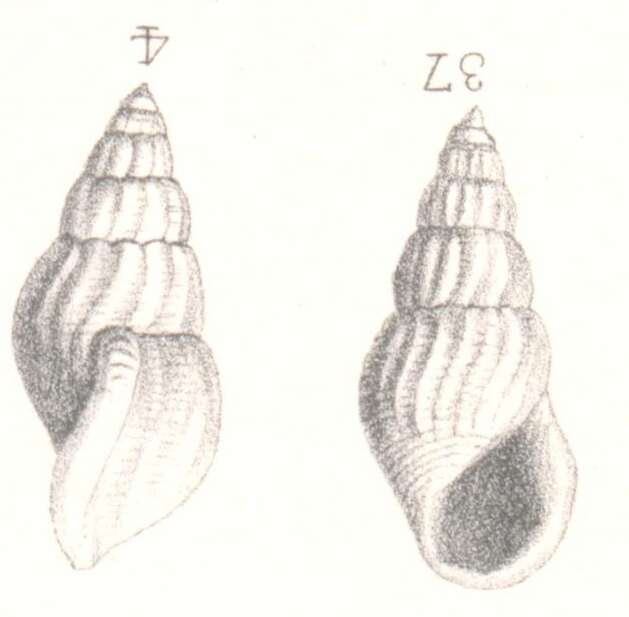 Image of Rissoina raincourti Cossmann 1885