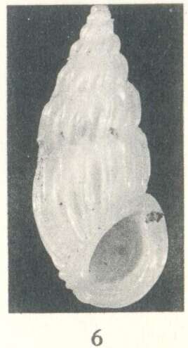 Image of Schwartziella fischeri (Desjardin 1949)