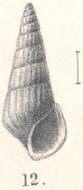 Image of Rissoina isosceles Melvill & Standen 1903